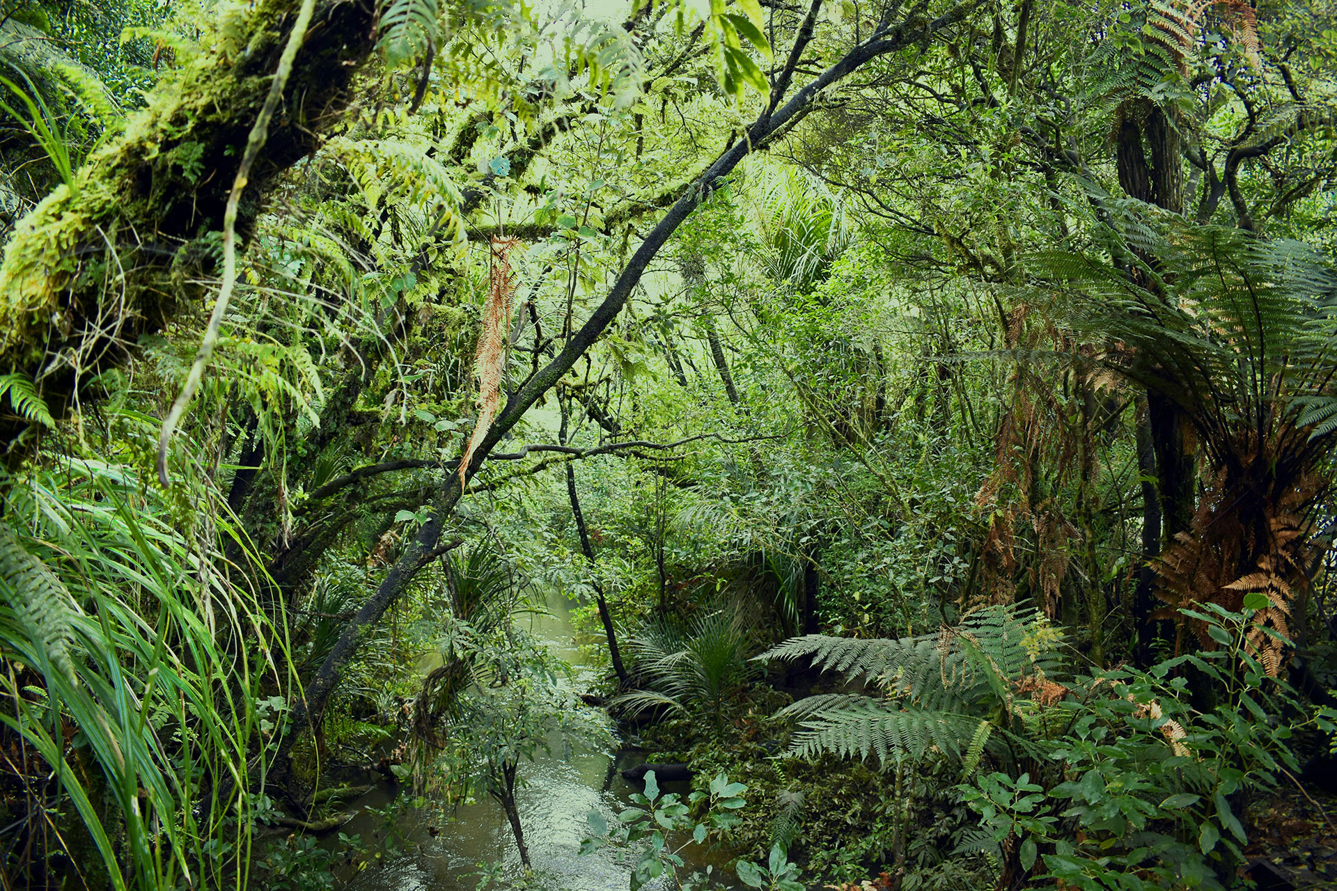 nz bush unsplash