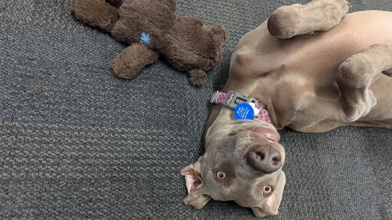 sdrg dog lying back